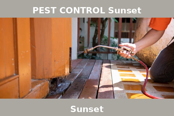 PEST CONTROL Sunset